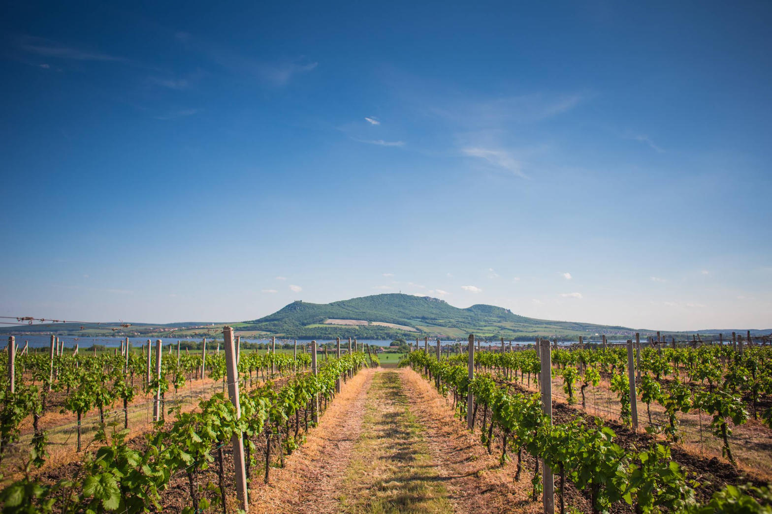 Vineyards in the Pálava Hills